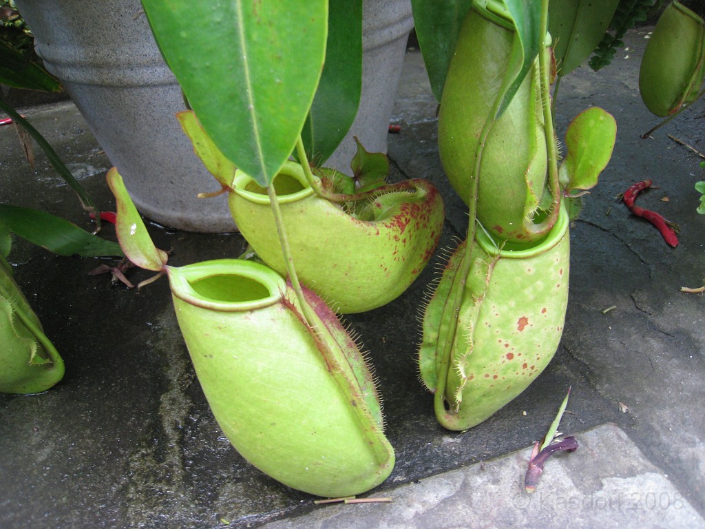 Wash DC 2009 4505.jpg - A 4th of July trip to Washington DC in 2009 to see the museums, memorials and fireworks.